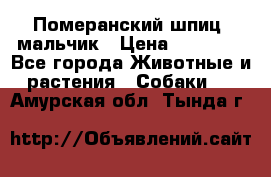 Померанский шпиц, мальчик › Цена ­ 35 000 - Все города Животные и растения » Собаки   . Амурская обл.,Тында г.